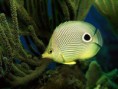 /album/ryby/underwater-wallpaper-41-889578-jpeg/